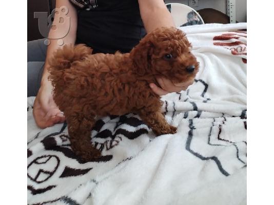 PoulaTo: Red to that poodle